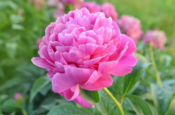 stock image Pink peonies flowers. Bunch of pink peonies. Pink blooming peony.