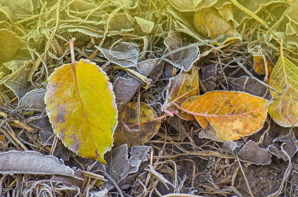 Fondo Otoño Soleado Textura Hoja Otoño Hojas Que Caen Color — Foto de Stock