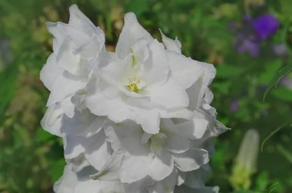 Delphinium Larkspur Moonlight Grows Garden Larkspur Flower Care — Stock Photo, Image