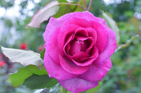 Rosas Lavanda Púrpura Flores Jardín Amatista Rosa Floreciendo — Foto de Stock