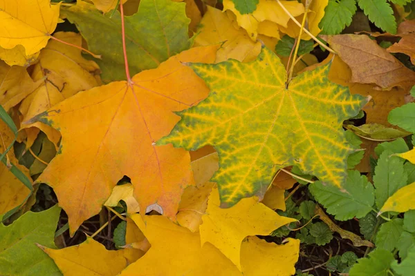 Многоцветные Кленовые Листья Солнечном Утреннем Свете Цветной Осенний Клен Листья — стоковое фото