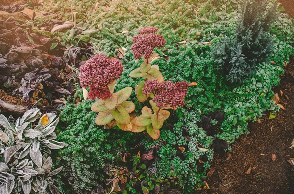 Flowers in fall garden. Various flowers blossom in autumn garden. Multicolored autumn flowerbed on a lawn. Flowers on sunny fall park background