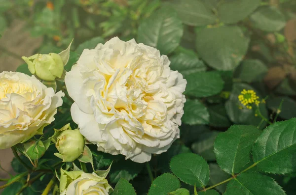 Hermosas Rosas Amarillas Flores Rosas Amarillas Arbusto Jardín — Foto de Stock