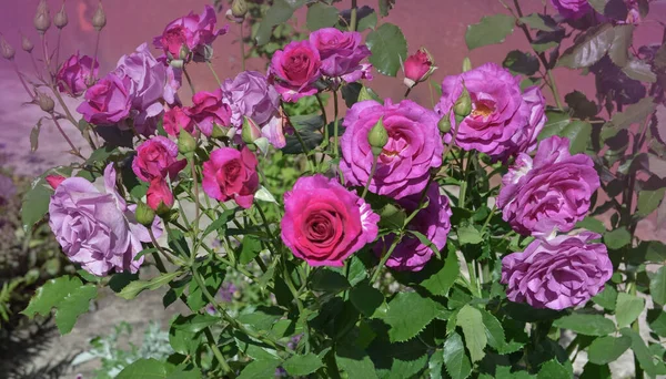 Rosas Lavanda Púrpura Jardín Rosas Lavanda Florecientes Ebb Marea Arbusto —  Fotos de Stock