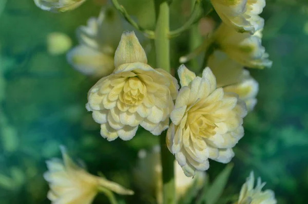 Bio Jardín Con Flores Delfinio Plantas Paisaje Con Campo Flores — Foto de Stock