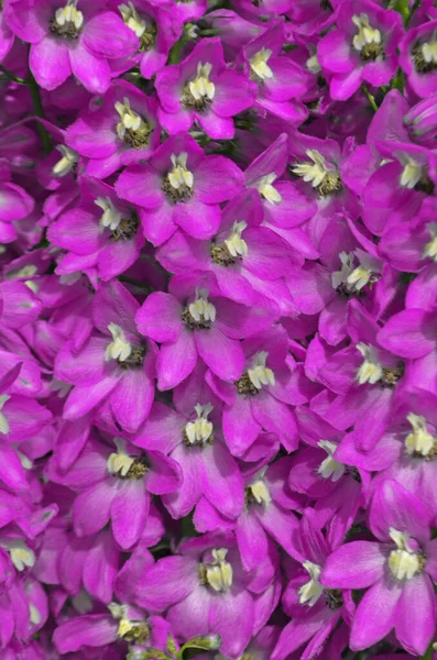 Flores Delphinium Violeta Floreciendo Flores Perennes Delphinium Flor Azul Delphinium —  Fotos de Stock