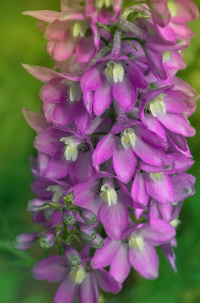 Blå Delfinblomma Violett Blomma Delphinium Sommarträdgård — Stockfoto