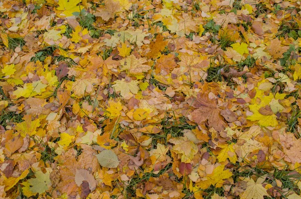 Gelber Ahorn Blättert Hintergrund Der Herbst Hinterlässt Spuren Herbst Herbst — Stockfoto