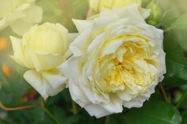 Rosas Amarillas Jardín Rosa Amarilla Inglesa Rosa Amarilla Floreciendo Cerca — Foto de Stock