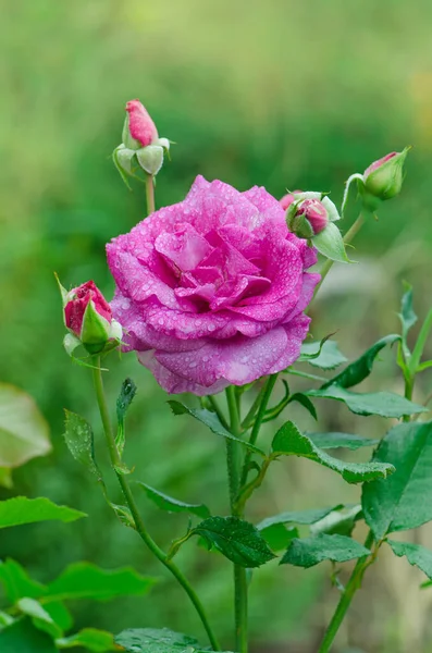 Rosas Lavanda Púrpura Flores Jardín Novalis Rosa Floreciendo — Foto de Stock
