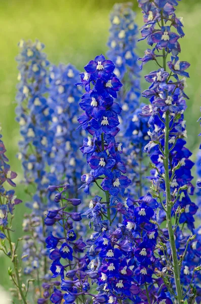 Delphinium Dans Jardin Fleur Delphinium Bleu Comme Beau Fond Naturel — Photo