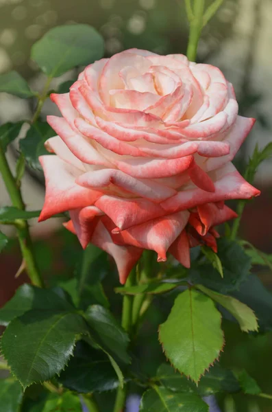 Rosas Brancas Vermelhas Florescem Jardim Rosa Branca Vermelha Jardim Chá — Fotografia de Stock