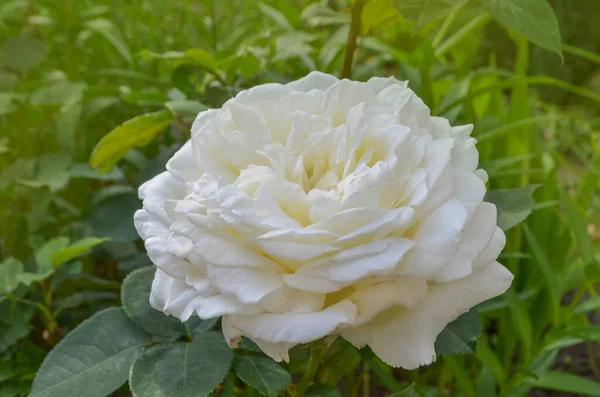 Primer Plano Hermosa Flor Rosa Blanca Hermosa Rosa Blanca Jardín — Foto de Stock