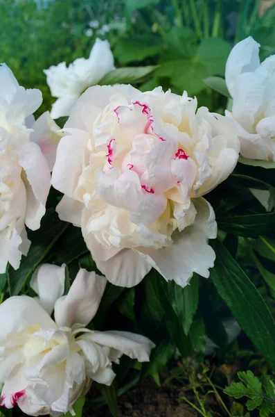 Mooie Witte Pioenroos Van Dichtbij Bloeiende Witte Pioenbloem Witte Bloemen — Stockfoto