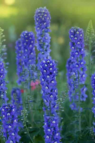 Bahçede Delphinium Var Delphinium Düşük Karışım Çiçekli Bitkinin Yüksekliği Yaklaşık — Stok fotoğraf