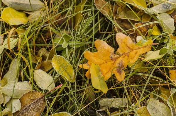 Sárga Barna Narancssárga Szárított Tölgyfa Levelek Tölgynarancssárga Levelek Erdőben Őszi — Stock Fotó