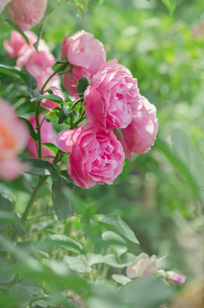 Muchas Rosas Hermosas Rennes Rosa Flores Rosas Rosal Jardín Hermosas — Foto de Stock