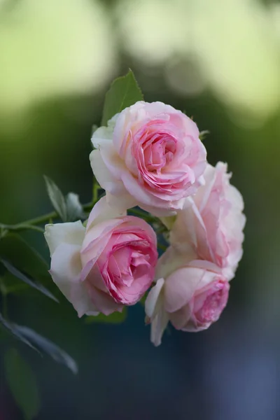 Rosas Blancas Eden Rose Jardín Verano Brotes Rosas Blancas Floreciendo — Foto de Stock