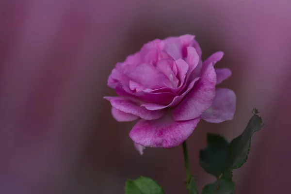 Синяя Река Поднялась Фиолетовые Розы Лаванды Саду — стоковое фото