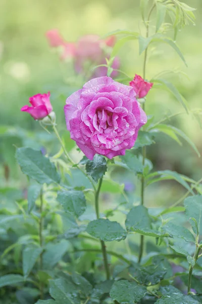 Hermosa Rosa Color Púrpura Rosas Lavanda Púrpura Jardín —  Fotos de Stock