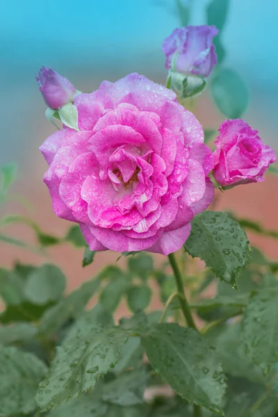 美しい紫色の花を咲かせました バラ園の茂みにラベンダーのバラを咲かせます — ストック写真