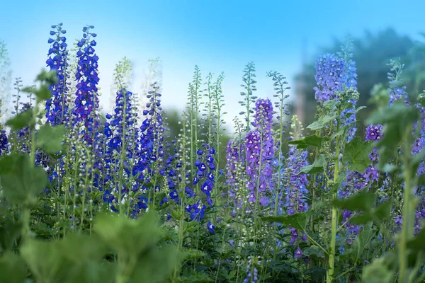 Bahçede Delphinium mavisi yetişir. Çift desenli mavi çiçek. Mavi Delphiniumlar Hughnshire