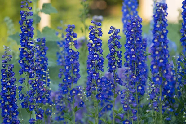 Delfinblå Växer Trädgården Dubbel Blå Blomma Delfiner Samling — Stockfoto