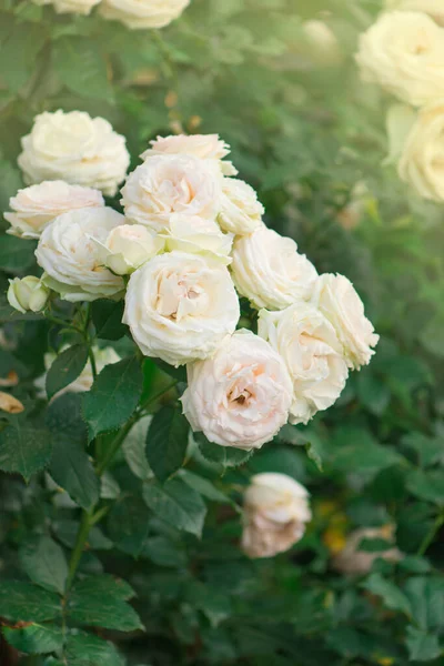 Brotes Rosas Blancas Rosas Floreciendo Arbusto Bush Rosas Blancas Rosadas — Foto de Stock