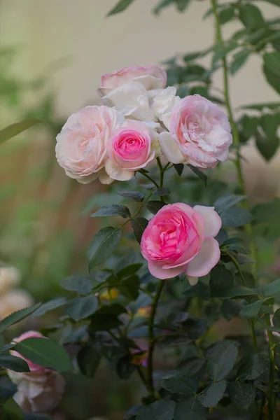 Hermosa Rosa Rosa Jardín Floreciente Flor Decorativa Verano — Foto de Stock