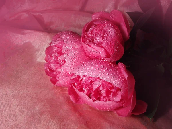 Bouquet Von Frischen Rosa Pfingstrosen Strauß Von Pfingstrosen Blühen — Stockfoto