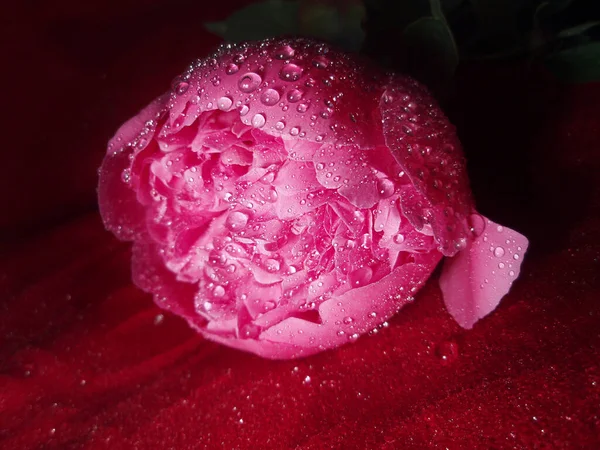Naturalne Piwonie Kwiaty Bliska Różowy Kolor Piwonie Kwiaty Roślin Bliska — Zdjęcie stockowe