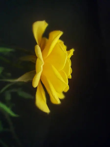 Gele Roos Bloemen Een Zwarte Achtergrond Gele Rozen Achtergrond — Stockfoto