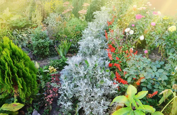 Einjährige Und Mehrjährige Pflanzen Voller Blüte Buntes Herbst Oder Sommerblumenbeet — Stockfoto