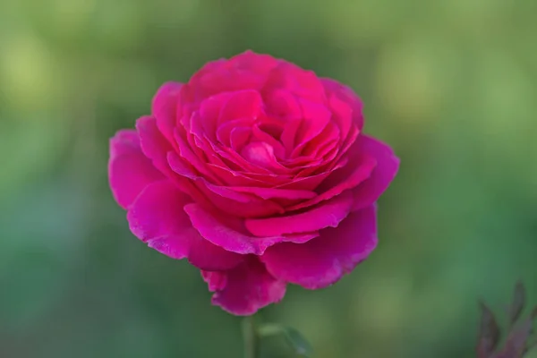 Όμορφο Μωβ Τριαντάφυλλο Μεγάλα Μωβ Τριαντάφυλλα Στον Κήπο — Φωτογραφία Αρχείου