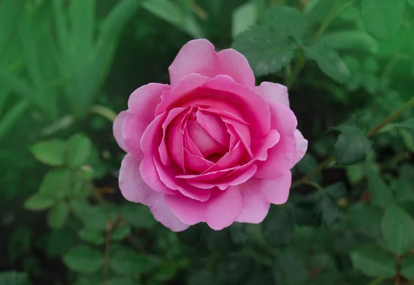 Pink Rose Bush English Garden Rose Princess Alexandra Kent — Stock Photo, Image