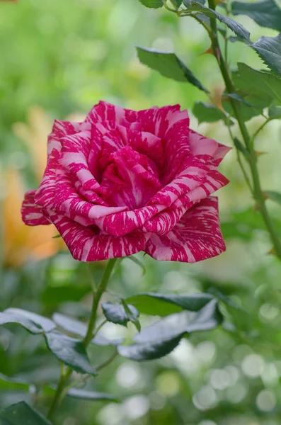 Schöne Gestreifte Rose Pink Intuition Garten — Stockfoto
