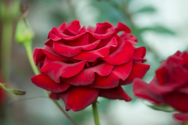 Natural red roses background. Red Roses on a bush in a garden