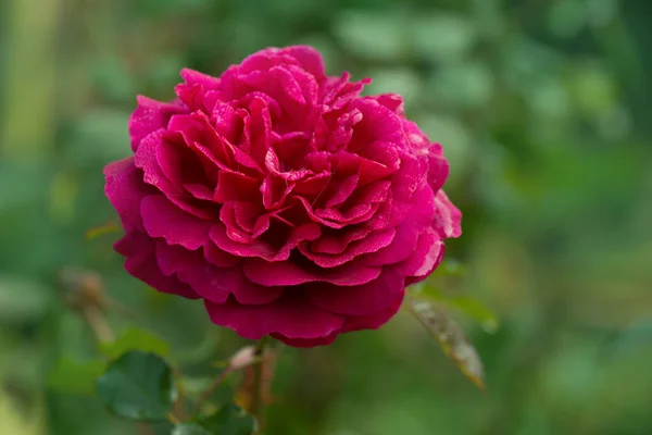 Falstaff Rosen Garten Englische Rose Falstaff Lila Rose Auf Dem — Stockfoto
