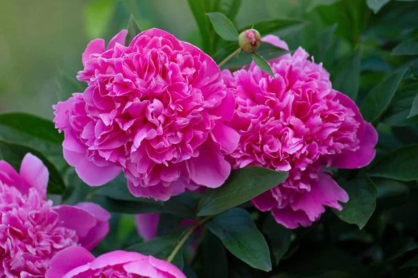 Beautiful Fragrant Peonies Flowers Pink Color Peonies Flower Pink Peony — Stock Photo, Image