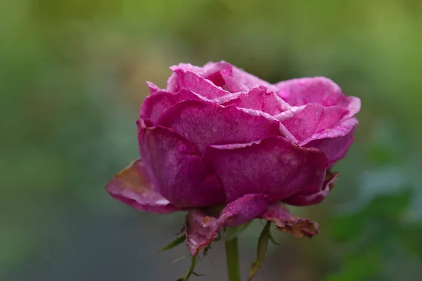 Símbolo Uma Beleza Feminina Murcha Rosa Murcha Jardim Rosas Morrem — Fotografia de Stock