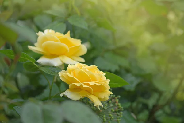 花园里的黄色玫瑰 黄色的英式玫瑰黄色的玫瑰绽放在附近 — 图库照片
