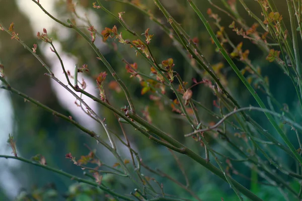 Green plants with rose leaves.  Green rose leaf growing on the branches