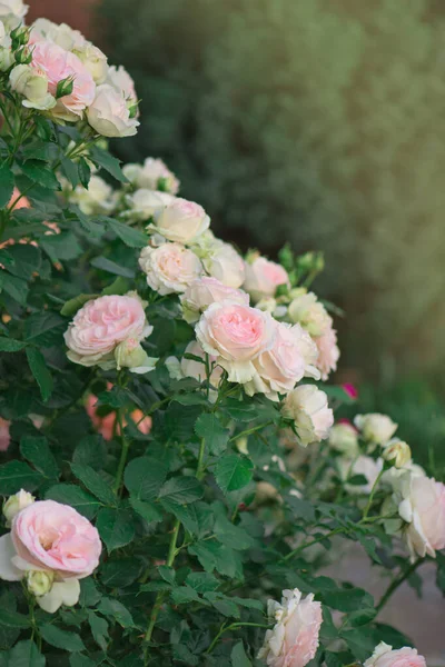 Rosa Rosa Con Hojas Verdes Invernadero Flor Rosa Edén — Foto de Stock