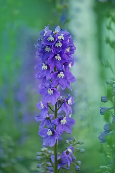 Delphinium Jardín Delphinium Mezcla Baja —  Fotos de Stock