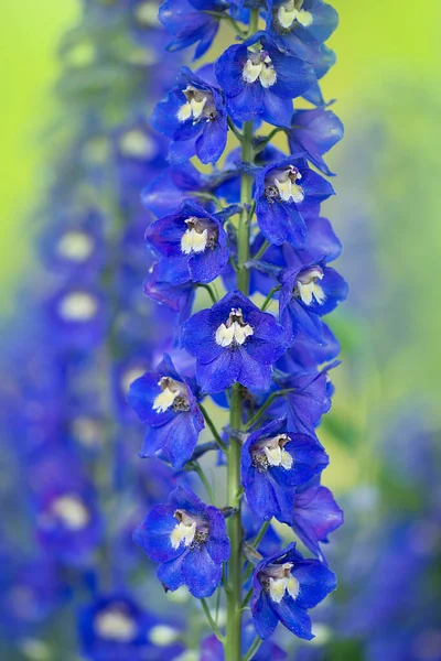 Delphinium Blue Grows Garden Double Delphinium Blue Flower Blue Delphiniums — Stock Photo, Image