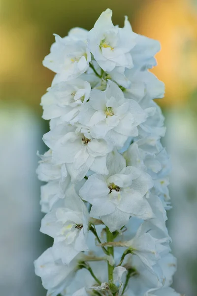 Flores Delphinium Crecimiento Planta Jardín Invernadero Orgánico — Foto de Stock