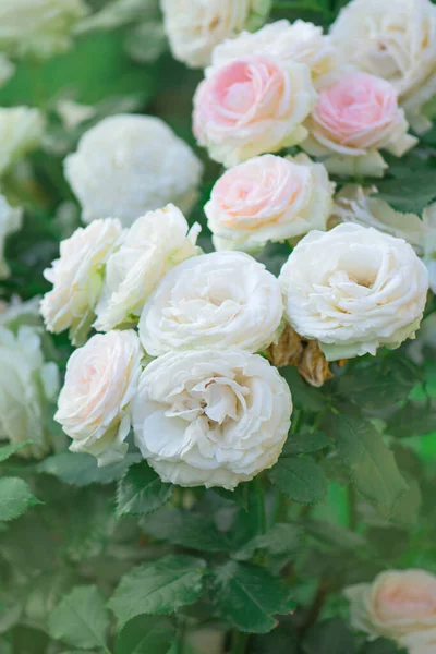 Hermosa Rosa Blanca Jardín Flores Blancas Florecientes Arbusto Jardín Flores — Foto de Stock