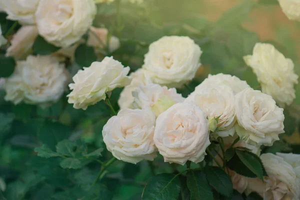 Hermosas Rosas Rosas Macro Fondo Magníficas Rosas Flores — Foto de Stock