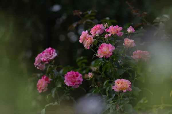 Ροζ Και Λευκά Ριγέ Τριαντάφυλλα Στον Κήπο Όμορφο Ριγέ Τριαντάφυλλο — Φωτογραφία Αρχείου