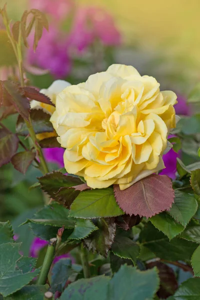 Der Strauch Der Gelben Rosen Blüht Gelbe Rosenblüten Hintergrund Der — Stockfoto